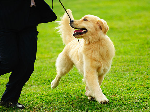 Tails will be wagging at Hillside's Summer Fete and Dog Show this summer.