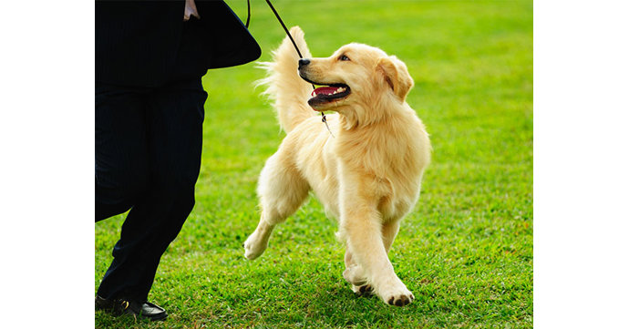 Hillside Summer Fete and Dog Show