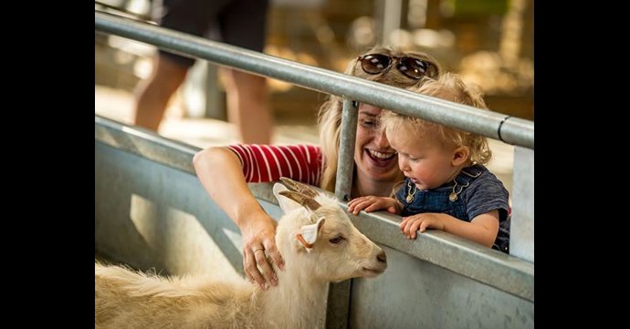 Toddlers go free to Cotswold Farm Park on Tuesdays