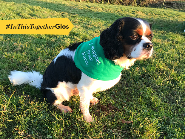 Virtual Doggy Days show launches near Gloucestershire