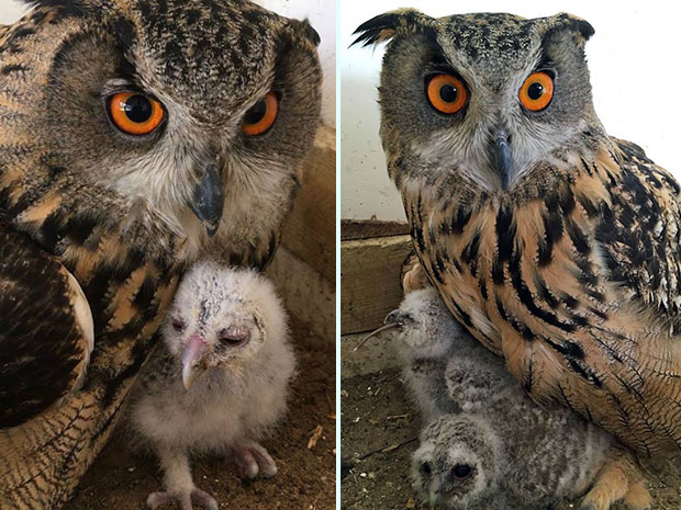 Head to International Centre for Birds of Prey this May for a fun-filled day out.