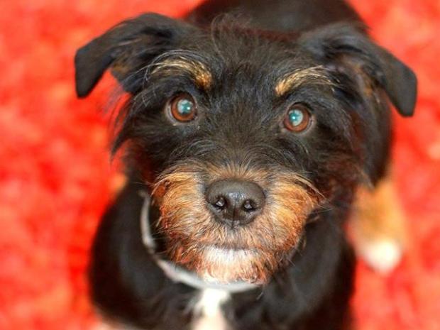 Gather your pooches and take part in the Welly's Walk at Miserden.