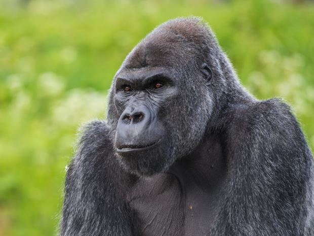 Bristol Zoo announces closing date after 186 years