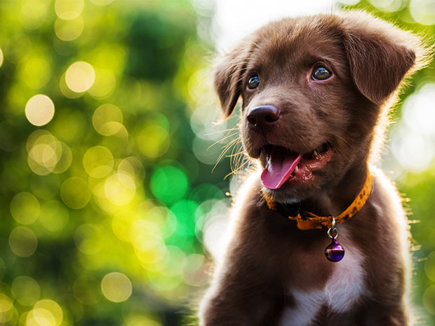 Dog Walking in November at Painswick Rococo Garden