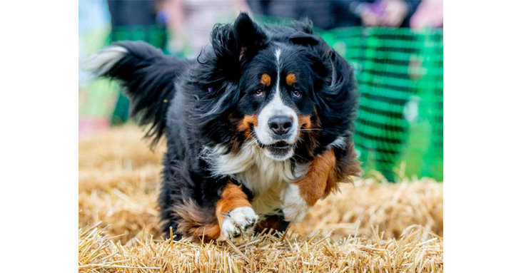 Dont miss DogFest as it returns to Ashton Court Estate in Bristol this June.