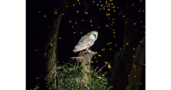 Warm up with a cosy feast and the chance to see The International Centre for Birds of Preys owls soaring in December 2021, as well as in February and March 2022.