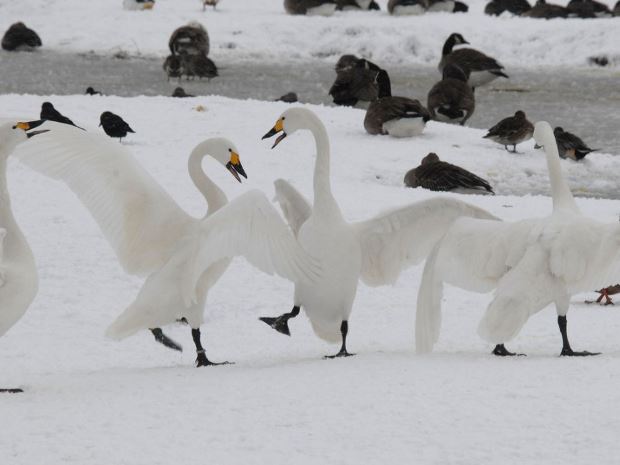 Slimbridge Wetland Centre wins gold award for second year