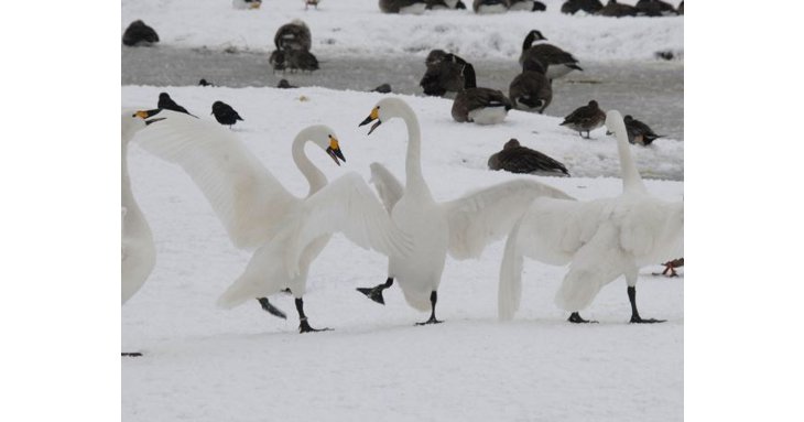 Swans enjoying the snow at Slimbridge