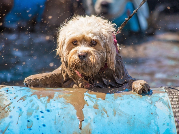 Try out the Cotswold's muddy dog race at Stowell Park.
