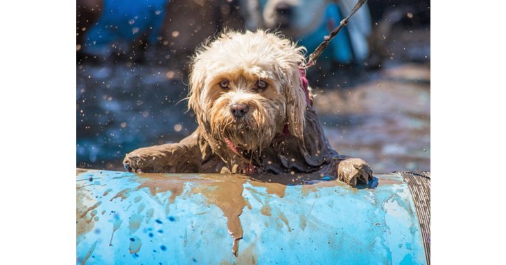 Try out the Cotswold's muddy dog race at Stowell Park.