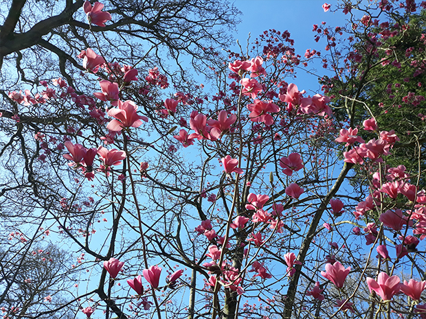 New magnolia species discovered at Westonbirt Arboretum