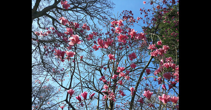 New magnolia species discovered at Westonbirt Arboretum