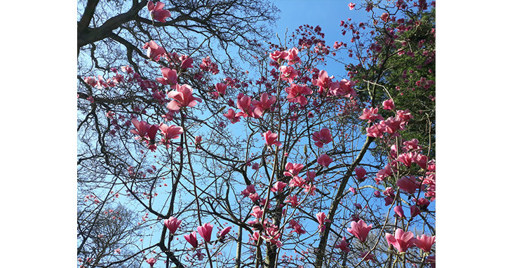 The public were asked to vote for the name of the new magnolia, which is a hybrid of two trees growing at Westonbirt Arboretum.