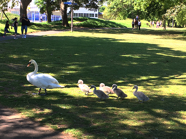 Tributes paid to late Pittville Park swan Zelda