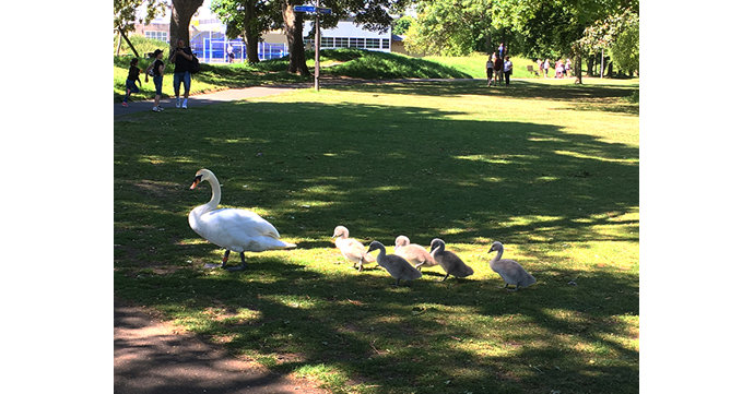 Tributes paid to late Pittville Park swan Zelda