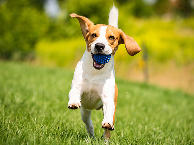 A secure exercise park for dogs is coming to the Cotswolds