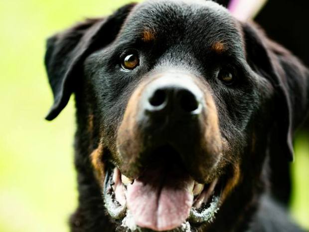 Cheltenham Animal Shelter recruiting for Animal Care Assistant 