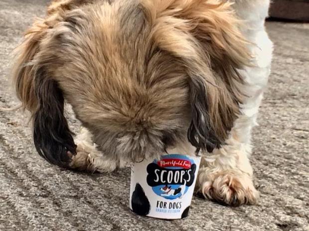 Dog owners can now treat their pooch to an ice cream in the park.