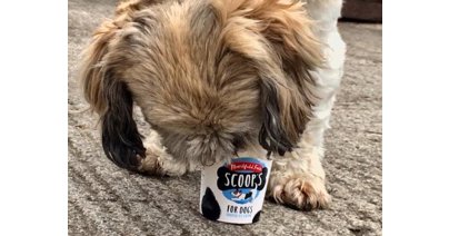 Dog owners can now treat their pooch to an ice cream in the park.