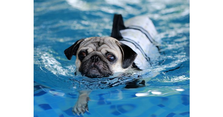 Pups and their owners can practice their doggy paddle at Sandford Parks Lido's Dog Swim, this October 2021.