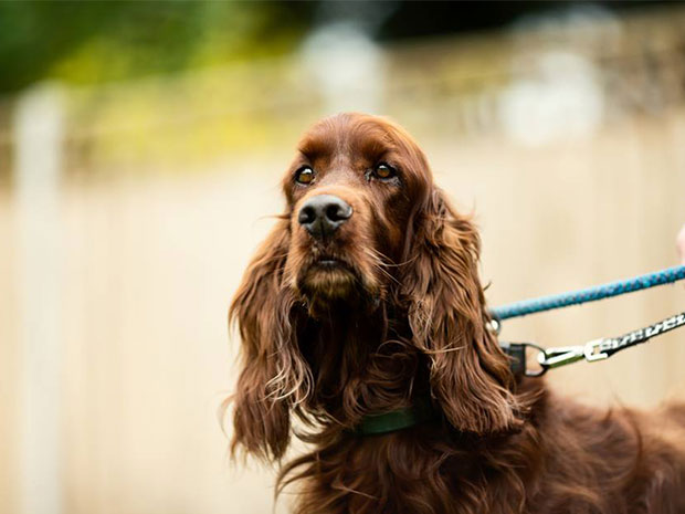 Jog with your dog and raise money for a great cause, this summer in Cheltenham.