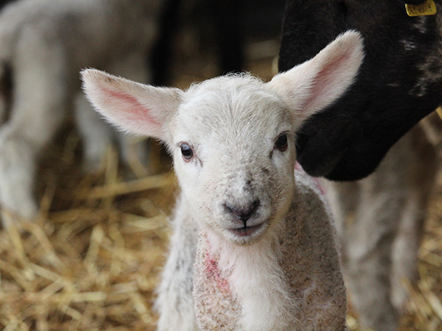 Rare quintuplet lambs are born at Hartpury University farm