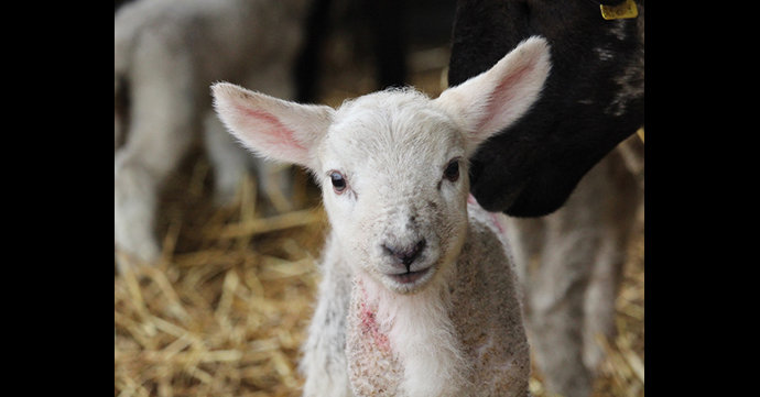 Rare quintuplet lambs are born at Hartpury University farm
