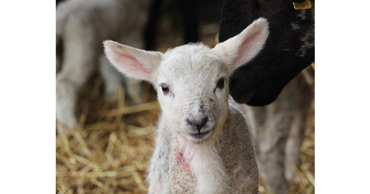 The one-in-a-million litter of lambs were born on Hartpury Universitys Home Farm.