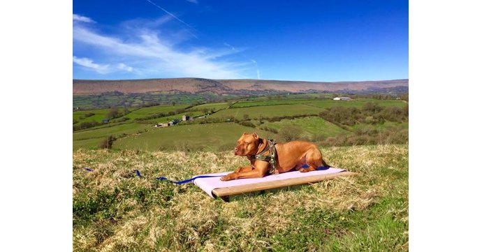 Real Dog Yoga at Old Sodbury Village Hall