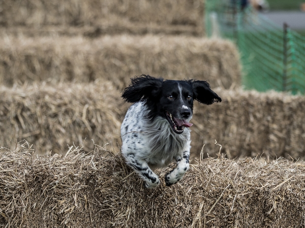  Photo by Red Images Photography. The Great Shires Game Fair is set to offer a weekend packed with activities and events for the whole family.
