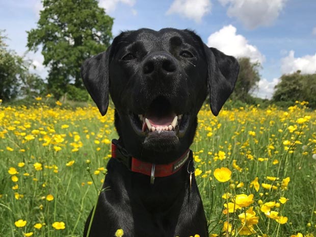 Raise money for charity and get fit with a dog walk and barbecue in Cowley.