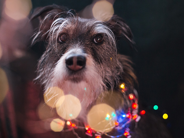 Winter Glow is hosting dog-friendly light trail sessions