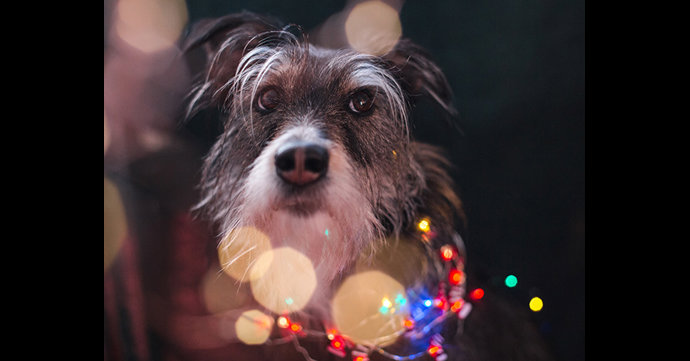Winter Glow is hosting dog-friendly light trail sessions
