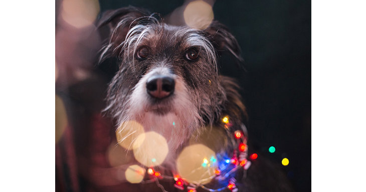 Theres no need to leave your dog at home this Christmas season, with Winter Glow hosting dog-friendly light trail sessions this December 2021.