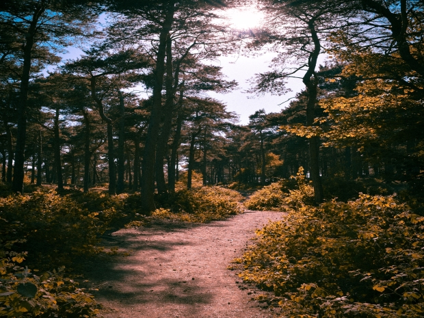 The National Trust has announced it will no longer give access to parks and gardens to help with social distancing.