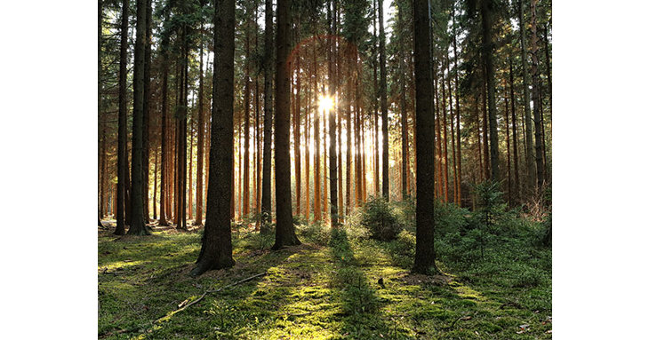 Take in the forest atmosphere at the Forest Bathing Experience.