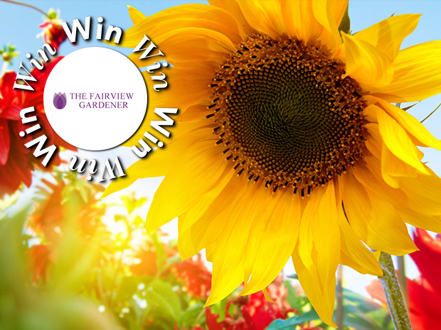 The Fairview Gardener in Birdwood, near Gloucester, has all the gardening inspiration you need with social distancing in place for safe shopping.