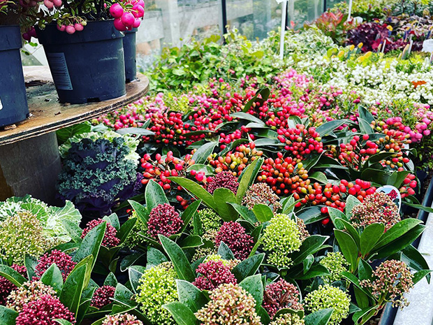 Celebrating spring blooms, win a personal shopping experience followed by an afternoon tea for up to four people at The Fairview Gardener in Gloucester.