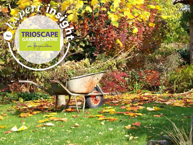 In the garden with Trioscape... autumn