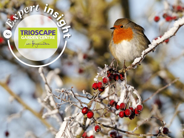 In the garden with Trioscape... winter