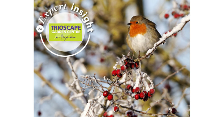 Get your garden all set for winter with the help of Trioscape Garden Centre.