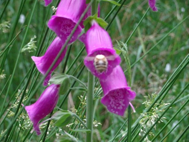 Learn how to encourage wildlife in your garden at Dean Heritage Centre.