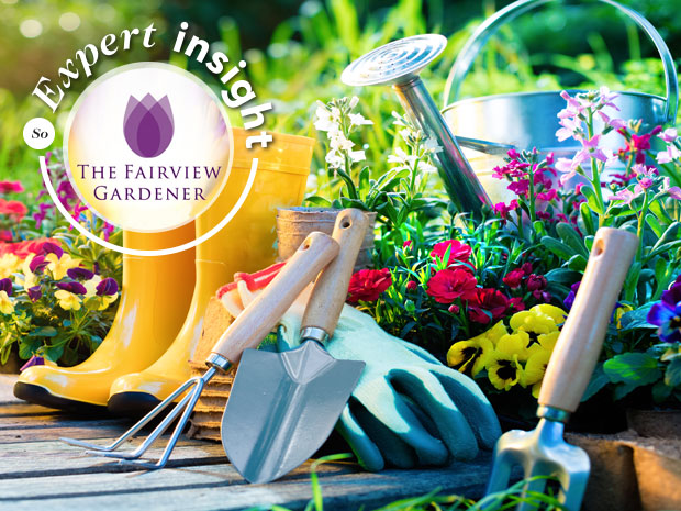 The Fairview Gardener expert insight: Making the most of summer in your garden