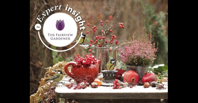 The Fairview Gardener expert insight: Everything you need to know about winter gardening