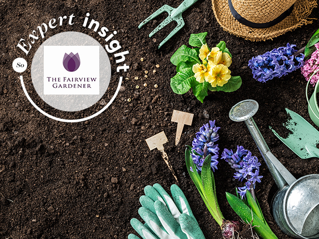 The Fairview Gardener expert insight: Everything you need to know about spring gardening 
