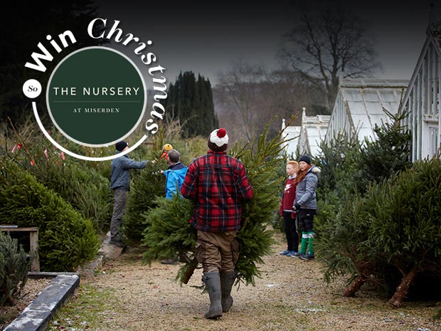 The prize includes a beautiful Christmas tree and lunch at The Nursery at Miserden.