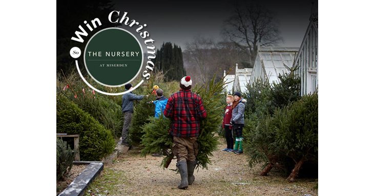 The prize includes a beautiful Christmas tree and lunch at The Nursery at Miserden.