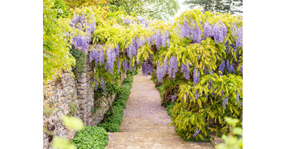 Come May, the stunning wisteria walkway in the grounds of Glenfall House is in full bloom and provides another stunning backdrop for outdoor weddings and photoshoots.  Charlotte Burn Photography