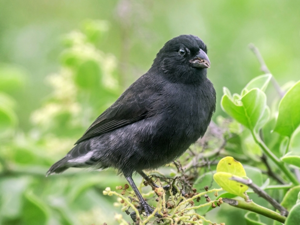 How Charles Darwin’s voyage to the Galapagos Islands inspired a Gloucester firm worth £500 million