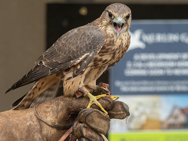Housebuilders Barratt and David Wilson homes have also sponsored one of the merlins  a small type of falcon  at the International Centre for Birds of Prey in Newent.